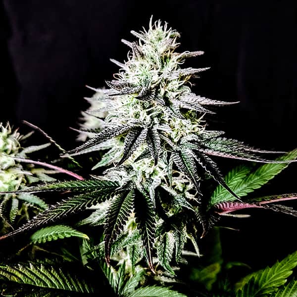 Pure Ice Cream Seed > Pure Instinto | Feminized Cannabis   |  Indica